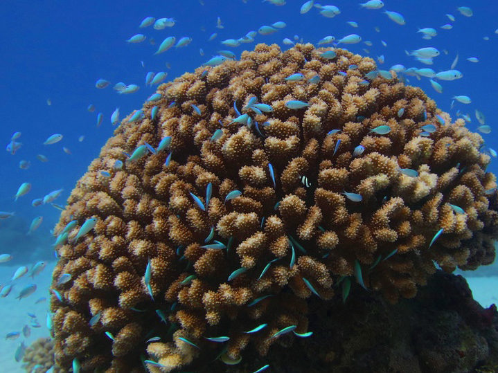 Coral head in the lagoon at Rose Atoll (NOAA Fisheries/Louise Giuseffi).