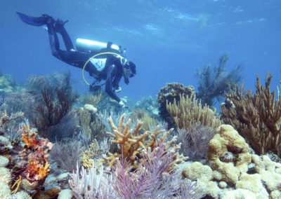 Collaborative  Monitoring for Effective Reef  Management