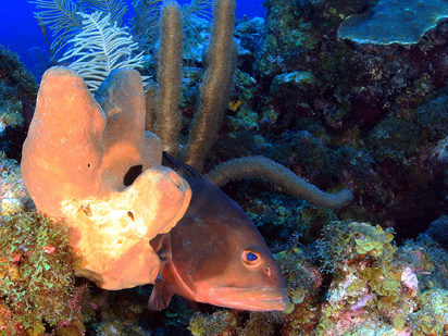 Red grouper (NOAA/Greg McFall).