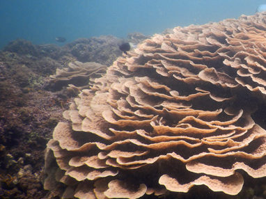 Florida Keys (NOAA/Matt McIntosh