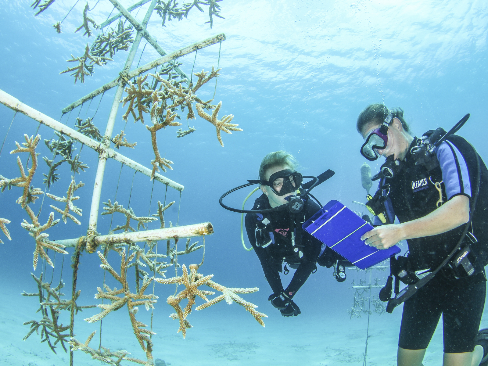 Monitoring coral fragments growing on a restoration tree in St. Croix, Virgin Islands. Credit: John Melendez